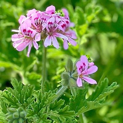 香りも楽しめて一石二鳥！ アロマとハーブで虫を寄せ付けない