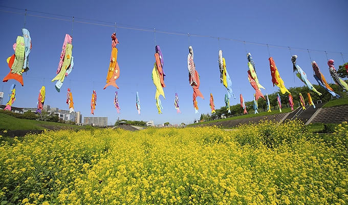 端午の節句と菖蒲湯のイメージ