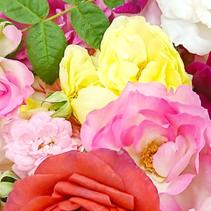 目の保養にも！ 南阿蘇村の「食べられるバラ」