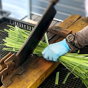 南阿蘇村より「生レモングラス」お届け中！