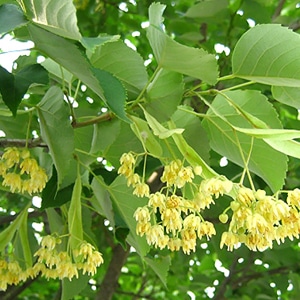 10月のおすすめハーブ「リンデン」