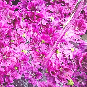 いつか南阿蘇村からお届けしたい！ ココロ奪われる花のハーブ