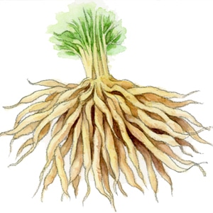 チカラみなぎる〈根っこ〉系ハーブ　～シャタバリ編～