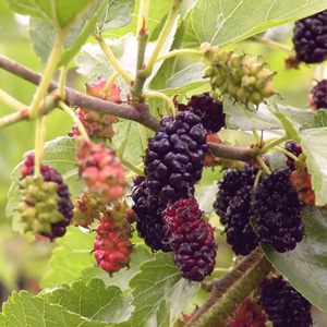 東洋発のスーパーハーブ「マルベリー」