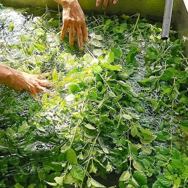 香り高い初摘み茶葉をお届け！ 南阿蘇村産「レモングラス茶」「日本ハッカ茶」「カモミール茶」、7月11日（土）発売