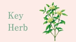 Key Herb