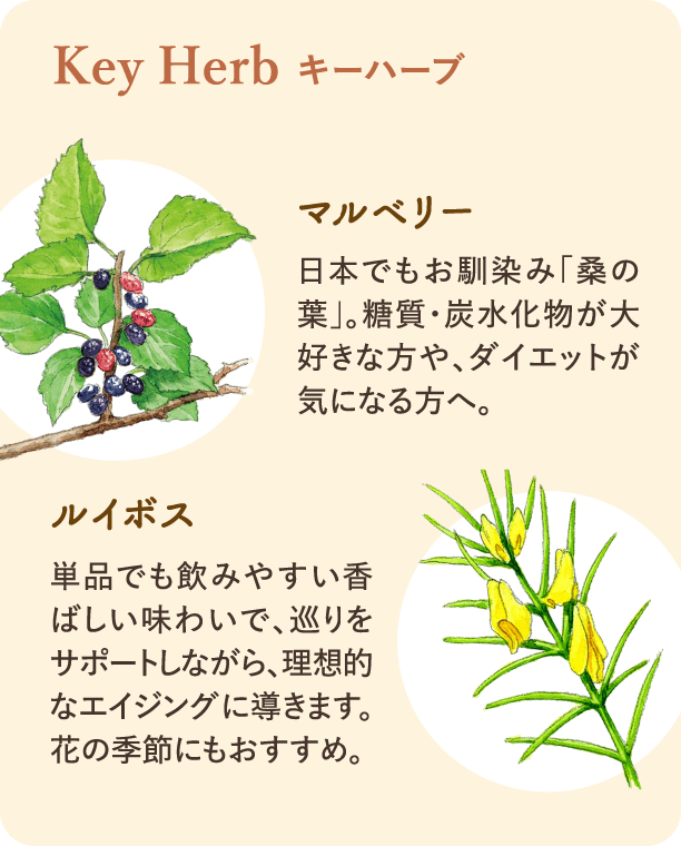 キーハーブ。マルベリー（桑の葉）：糖質の吸収を抑える働きを持つデオキシノジリマイシン（DNJ）を含有。食事と一緒に摂ることで、食後の血糖値の上昇を緩やかにする働きが期待できます。ルイボス：ミネラルやポリフェノールが豊富で、特にフラボノイドの一種であるアスパラチンは、血糖値の上昇を抑える働きが期待できます。