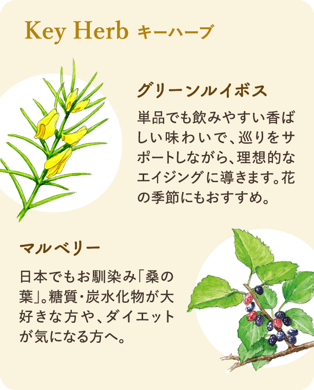 キーハーブ：グリーンルイボス：単品でも飲みやすい香ばしい味わいで、巡りをサポートしながら、理想的なエイジングに導きます。マルベリー：糖質・炭水化物が大好きな方や、ダイエットが気になる方へ。
