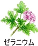 ゼラニウム