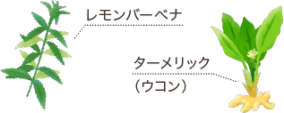 レモンバーベナ、ターメリック（ウコン）