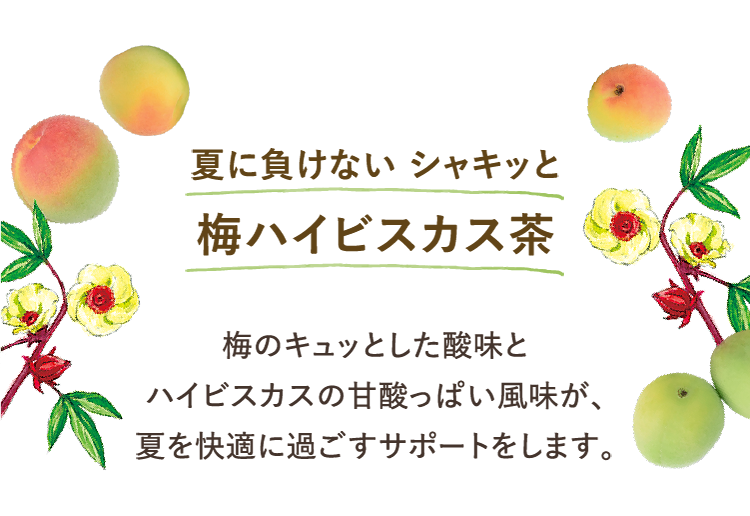 夏に負けない シャキッと 梅ハイビスカス茶 梅のキュッとした酸味とハイビスカスの甘酸っぱい風味が夏を快適に過ごすサポートをします。