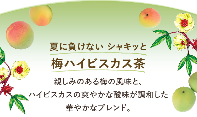 夏に負けない シャキッと 梅ハイビスカス茶 親しみのある梅の風味と、ハイビスカスの爽やかな酸味が調和した華やかなブレンド。