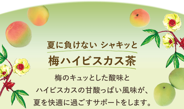 夏に負けない シャキッと梅ハイビスカス茶　ハイビスカスの甘酸っぱい風味が、夏を快適に過ごすサポートをします。梅のキュッとした酸味と