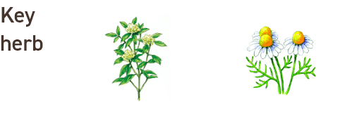 檸檬 KeyHerb