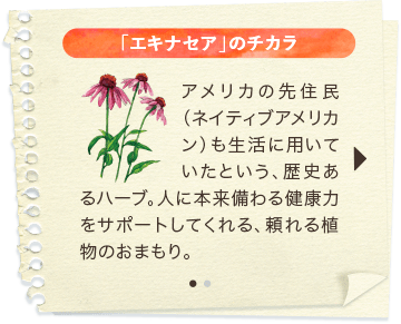 「エキナセア」のチカラ