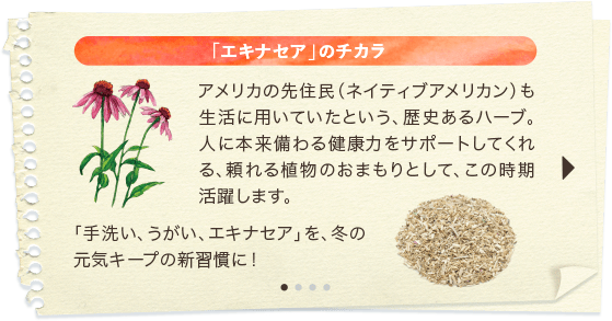 「エキナセア」のチカラ