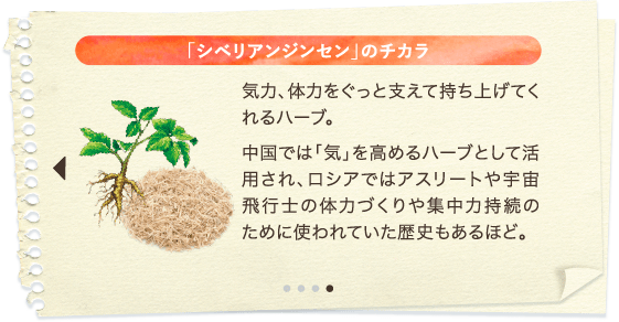 「シベリアンジンセン」のチカラ