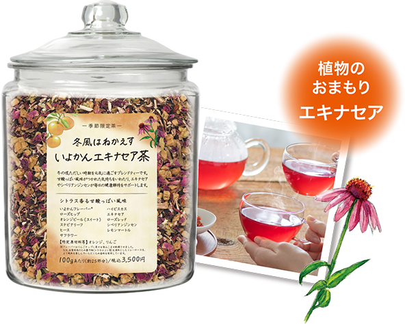 植物のおまもりエキナセア