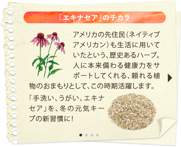 「エキナセア」のチカラ