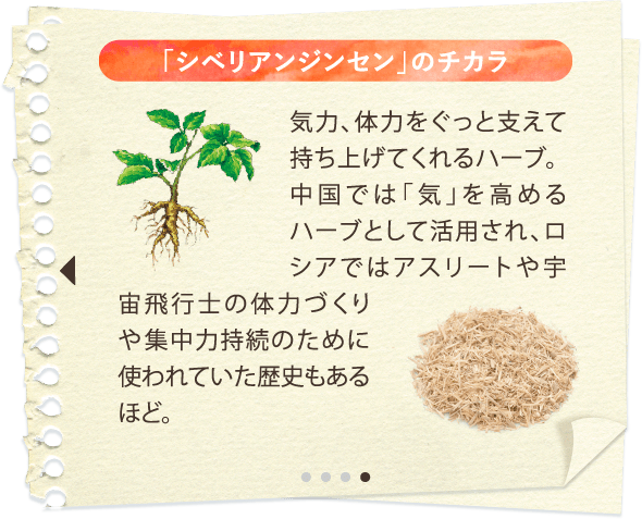 「シベリアンジンセン」のチカラ