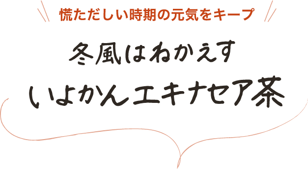 慌ただしい時期の元気をキープ 冬風はねかえす いよかんエキナセア茶