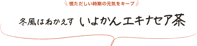 慌ただしい時期の元気をキープ 冬風はねかえす いよかんエキナセア茶