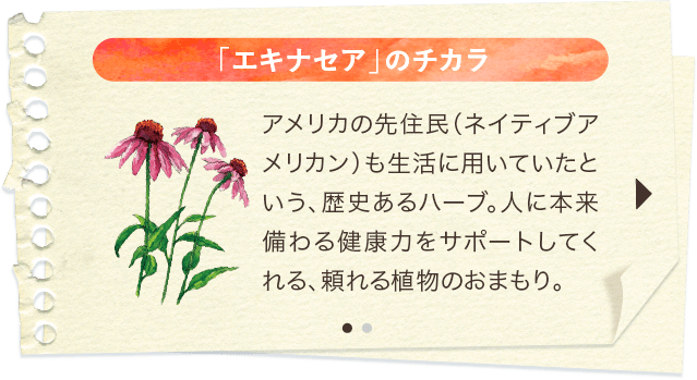 「エキナセア」のチカラ