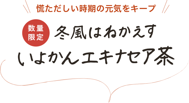 慌ただしい時期の元気をキープ 冬風はねかえす いよかんエキナセア茶