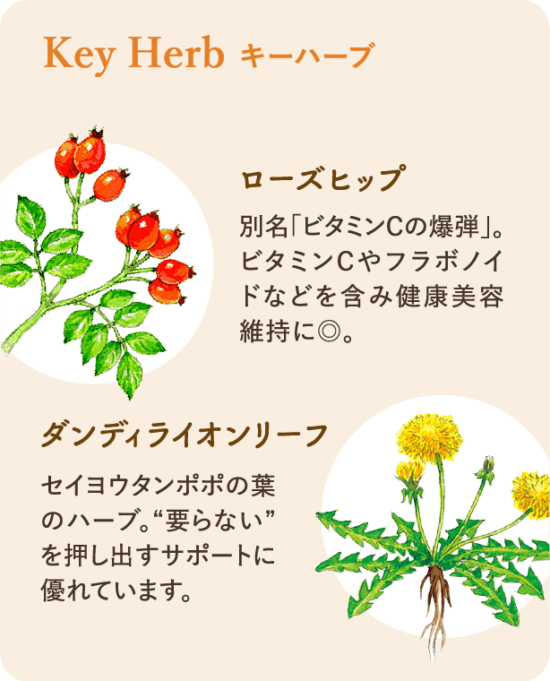 キーハーブ：ローズヒップ 別名｢ビタミンCの爆弾｣。ビタミンCやフラボノイドなどを含み健康美容維持に◎。 ダンディライオンリーフ 溜め込んだ要らないモノを押し出すチカラをサポート。体をお掃除したい時に。