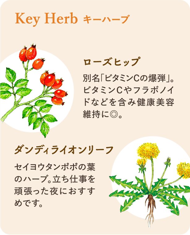 キーハーブ：ローズヒップ 別名｢ビタミンCの爆弾｣。ビタミンCやフラボノイドなどを含み健康美容維持に◎。 ダンディライオンリーフ セイヨウタンポポの葉のハーブ。立ち仕事を頑張った夜におすすめです。