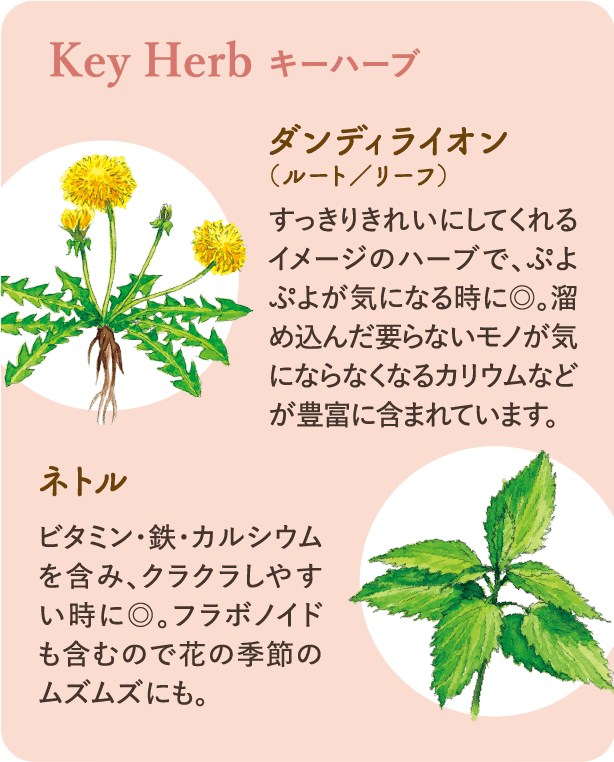 キーハーブ：ダンディライオン（ルート／リーフ）すっきりきれいにしてくれるイメージのハーブで、ぷよぷよが気になるときに◎。溜め込んだ要らないモノが気にならなくなるカリウムなどが豊富に含まれています。ネトル ビタミン・鉄・カルシウムを含み、クラクラしやすい時に◎。フラボノイドも含むので花の季節のムズムズにも。