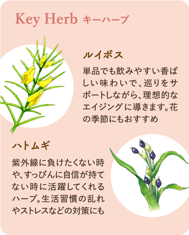 キーハーブ：ルイボス 単品でも飲みやすい香ばしい味わいで、巡りをサポートしながら、理想的なエイジングに導きます。花の季節にもおすすめ ハトムギ 紫外線に負けたくない時や、すっぴんに自信が持てない時に活躍してくれるハーブ。生活習慣の乱れやストレスなどの対策にも。