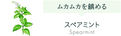 スペアミント