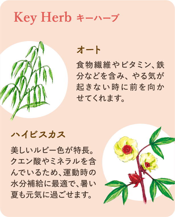 キーハーブ：【オート】食物繊維やビタミン、鉄分などを含み、やる気が起きない時に前を向かせてくれます。【ハイビスカス】美しいルビー色が特長。クエン酸やミネラルを含んでいるため、運動時の水分補給に最適で、暑い夏も元気に過ごせます。