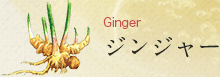 Ginger ジンジャー