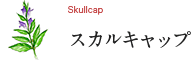 Skullcap スカルキャップ