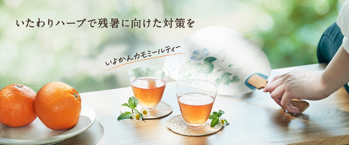 いよかんカモミール特集